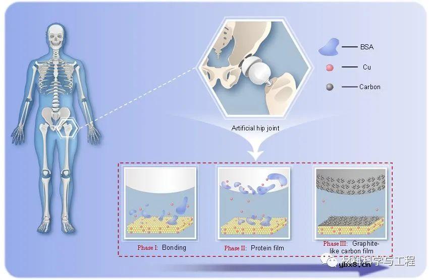 体内磨损自润滑有望进一步延长薄膜在体内的服役寿命