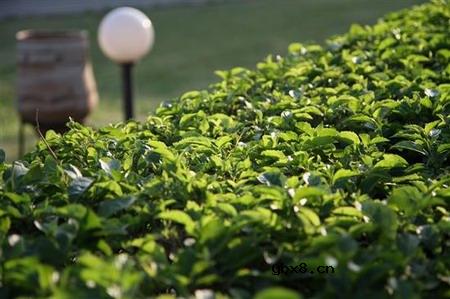 佳能EOS 7D样片赏析与实测(下）