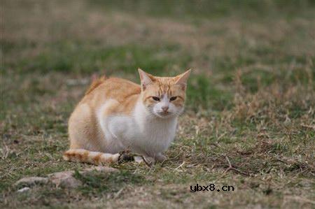 佳能EOS 7D样片赏析与实测(上）