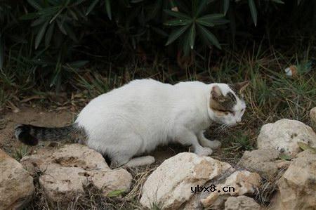 佳能EOS 7D样片赏析与实测(上）