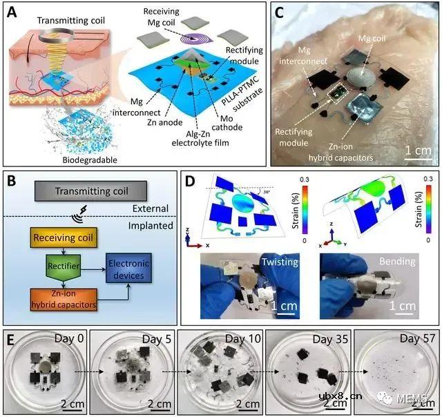 兰州大学成功研发柔性、可生物降解的超级电容器植入物