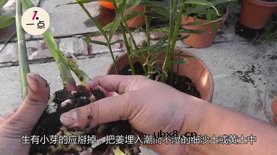 又一个省钱妙招，给生姜抹上盐，居然这么实用！ 