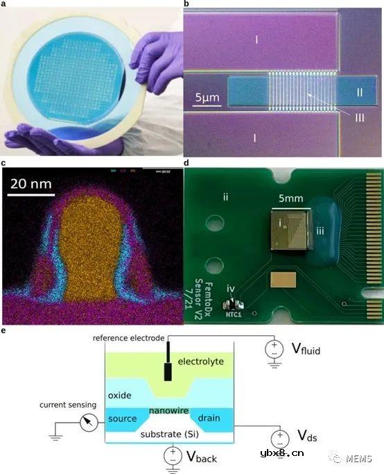 基于硅纳米线场效应晶体管的ALT生物传感器检测平台