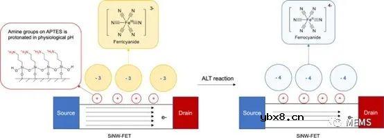 基于硅纳米线场效应晶体管的ALT生物传感器检测平台