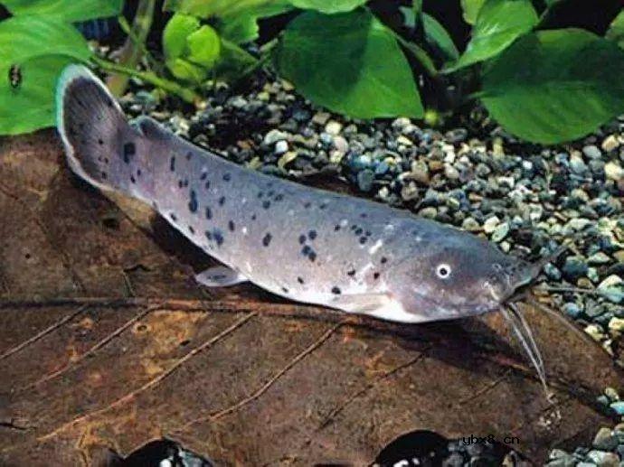 神奇带电动物，电晕一个成年人不在话下 