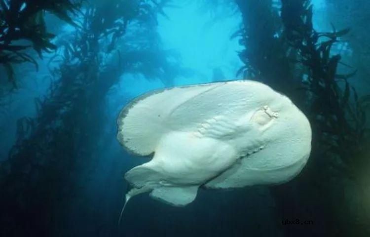 神奇带电动物，电晕一个成年人不在话下 