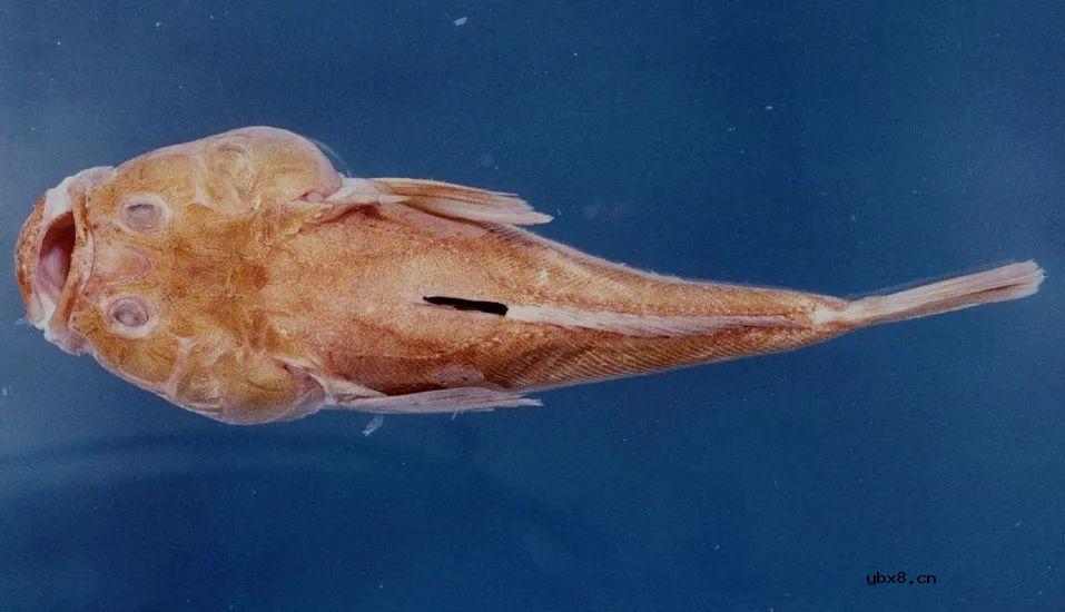 神奇带电动物，电晕一个成年人不在话下 