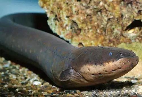 神奇带电动物，电晕一个成年人不在话下 