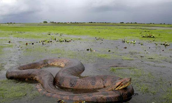 神奇带电动物，电晕一个成年人不在话下 