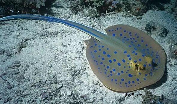 神奇带电动物，电晕一个成年人不在话下 