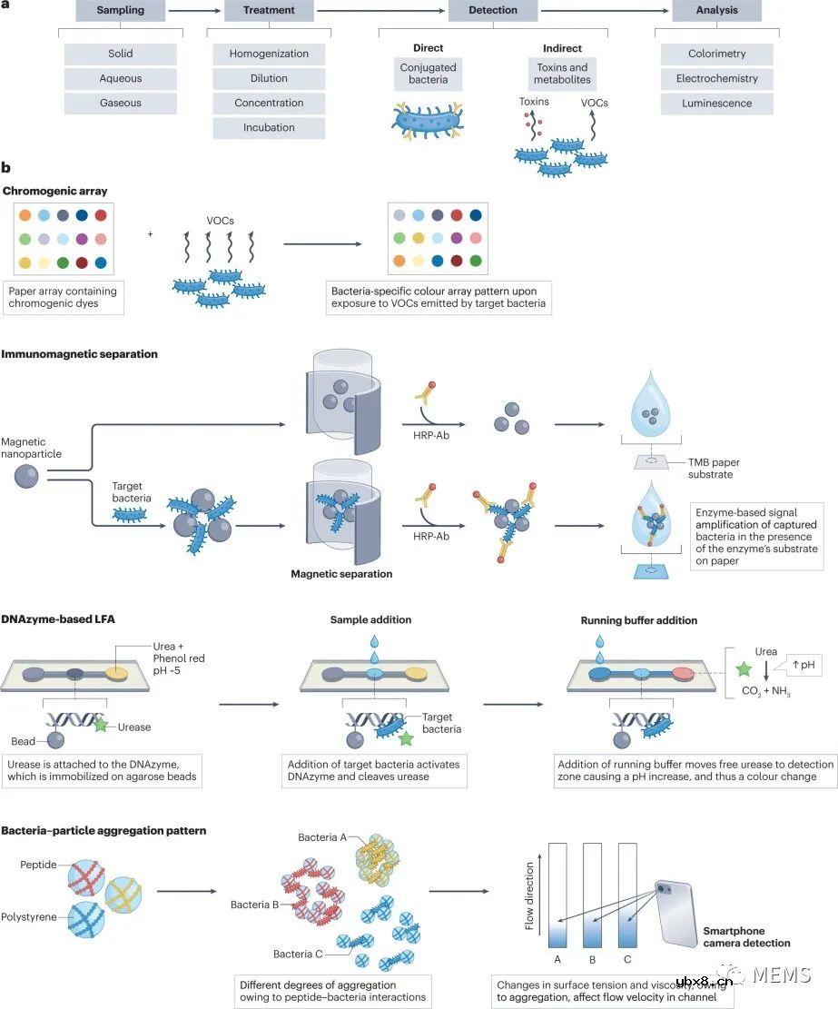 用于细菌检测的纸基传感器 用于细菌检测的纸基传感器