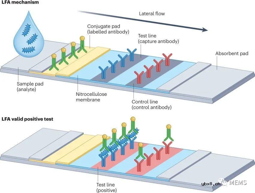 用于细菌检测的纸基传感器 用于细菌检测的纸基传感器