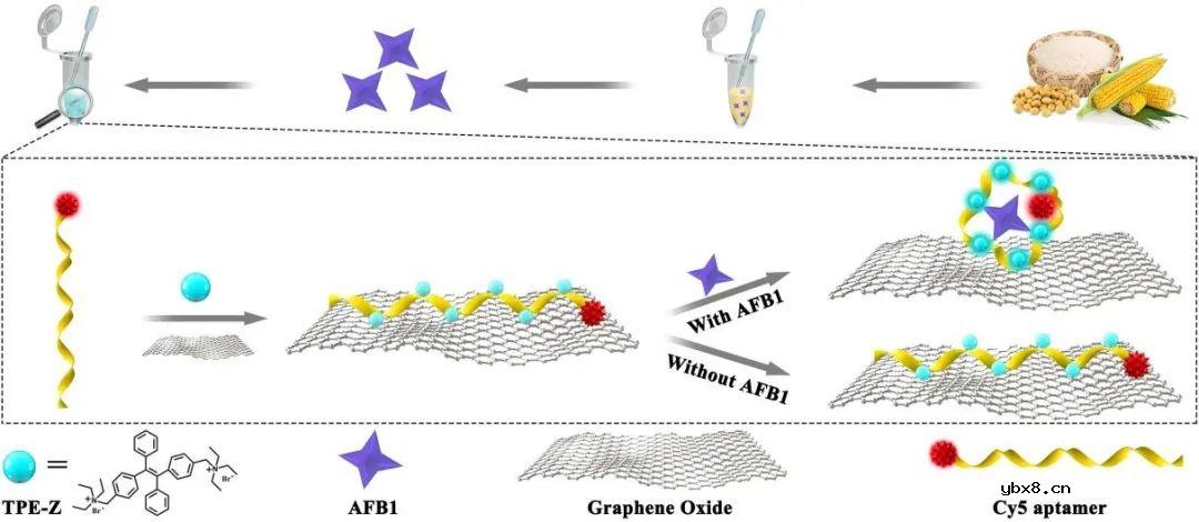 可高灵敏度检测食物中黄曲霉毒素的双色荧光信号传感器 可高灵敏度检测食物中黄曲霉毒素的双色荧光信号传感器