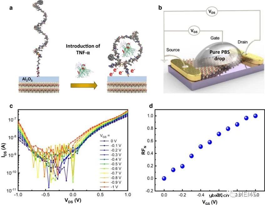 一款基于非对称几何MoS2二极管的生物传感器