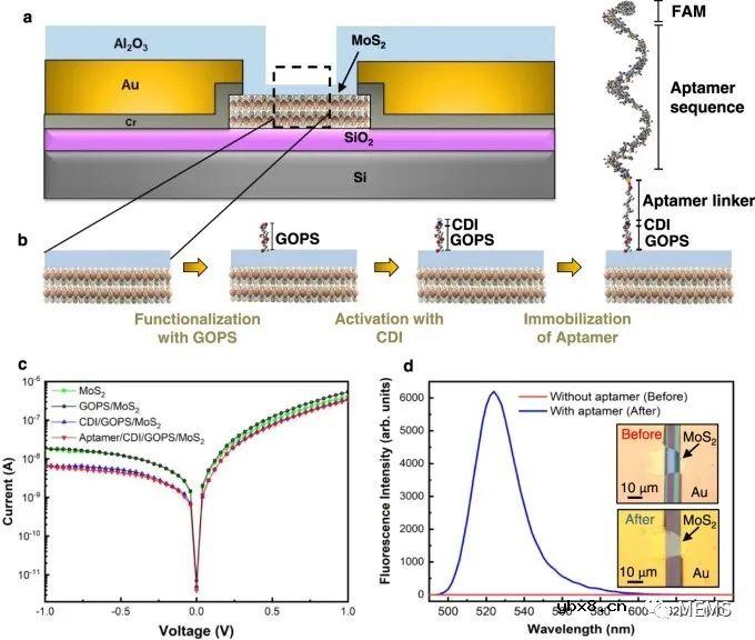 一款基于非对称几何MoS2二极管的生物传感器