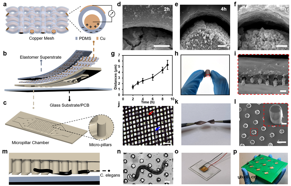 一种新型的分层结构生物混合摩擦纳米发电机HB-TENG系统
