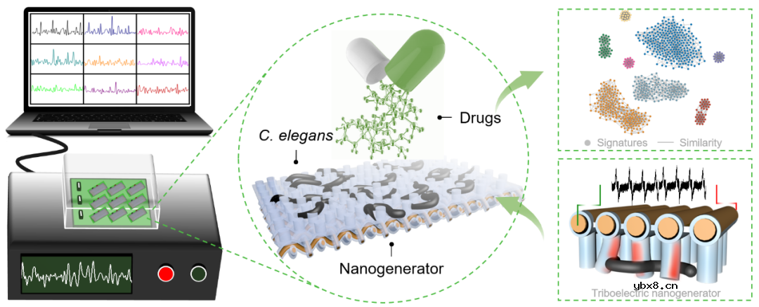一种新型的分层结构生物混合摩擦纳米发电机HB-TENG系统