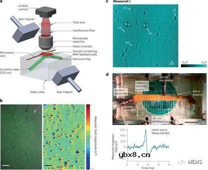生物医学应用的量子传感器概述