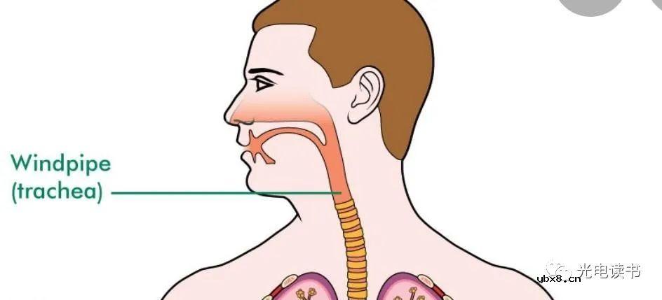 基于光纤传感器的气管导管iTraXS