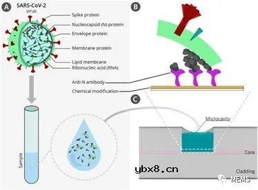 利用光纤传感器实现微量无标记新冠病毒检测 利用光纤传感器实现微量无标记新冠病毒检测