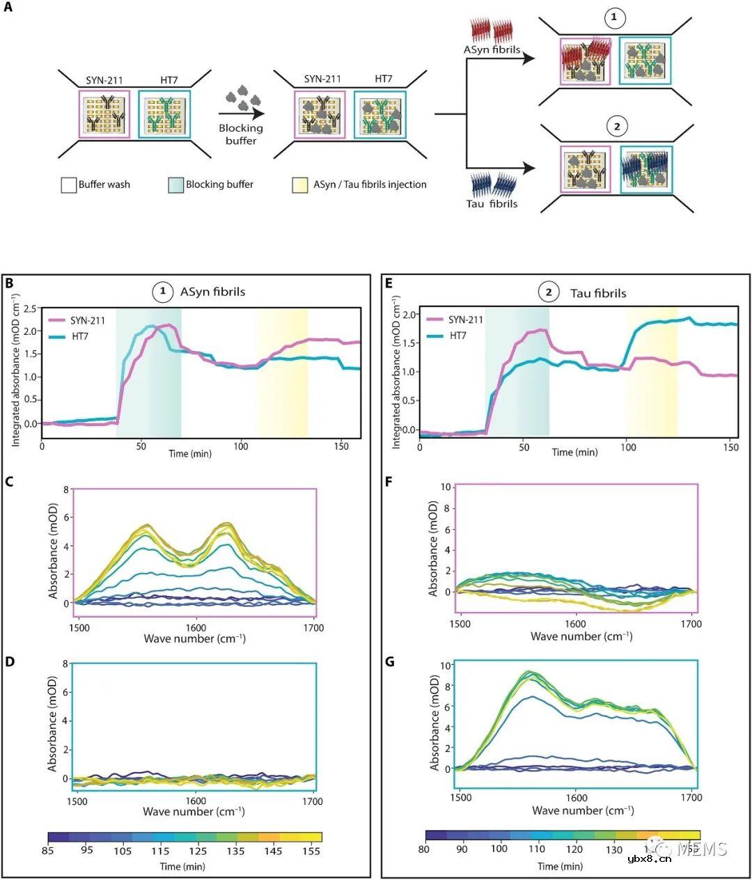 一种免疫分析耦合的纳米等离子体红外超构表面传感器