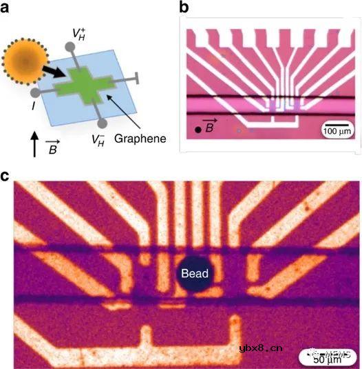 与微流控平台高度集成的石墨烯霍尔传感器用于全血的磁传感