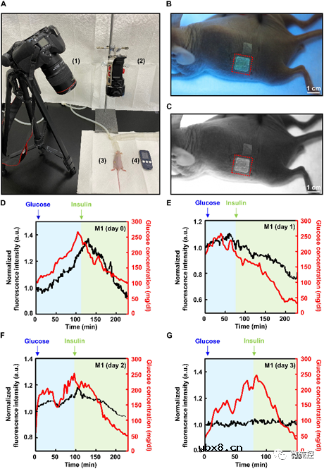 基于荧光的生物可降解微针传感器阵列用于连续血糖监测
