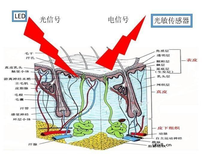 可穿戴健身追踪设备的光学心率传感器简析