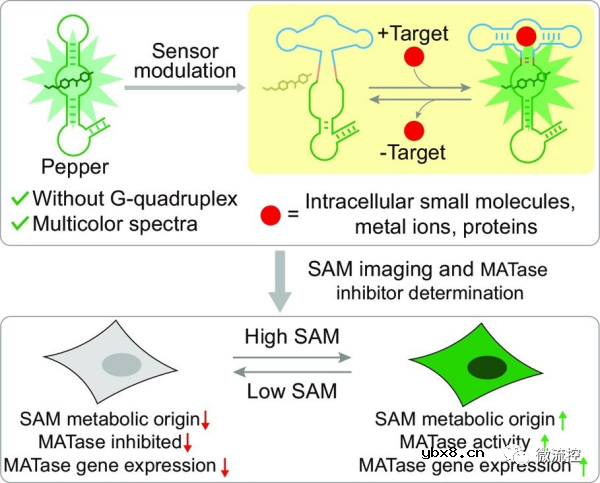 荧光RNA传感器用于检测人体细胞内靶标展现药物筛选的潜力