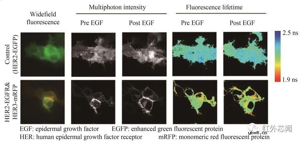 基于单光子雪崩二极管阵列的成像技术研究进展