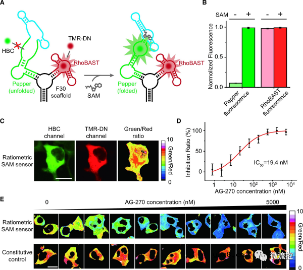 荧光RNA传感器用于检测人体细胞内靶标展现药物筛选的潜力