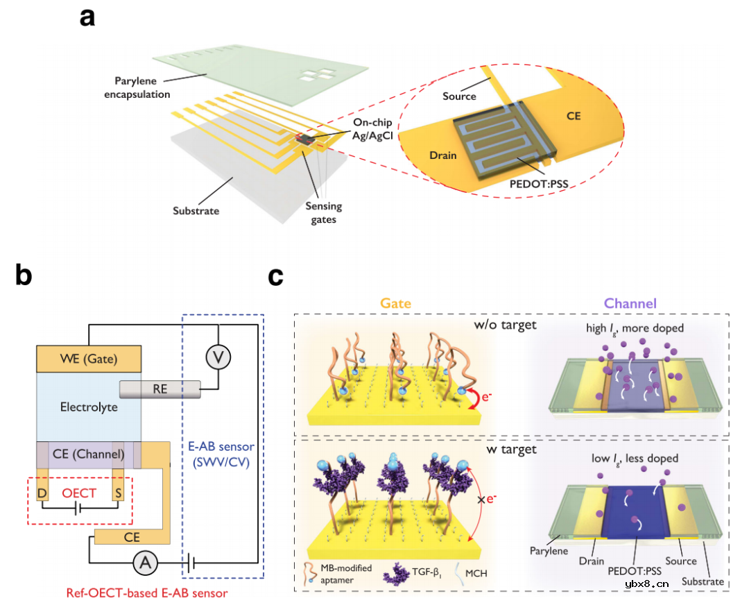 基于有机电化学晶体管的适配体生物传感器用于伤口愈合程度监测