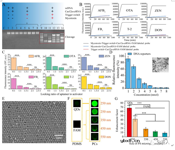 集成信号转导及增强机制的微流控生物传感器用于检测多种真菌毒素