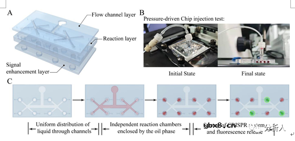 集成信号转导及增强机制的微流控生物传感器用于检测多种真菌毒素