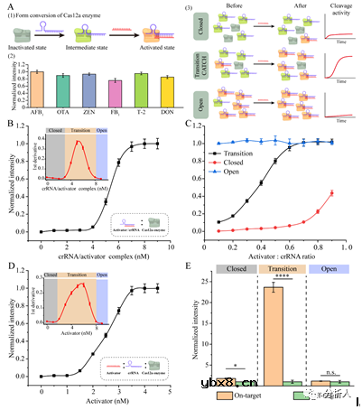 集成信号转导及增强机制的微流控生物传感器用于检测多种真菌毒素