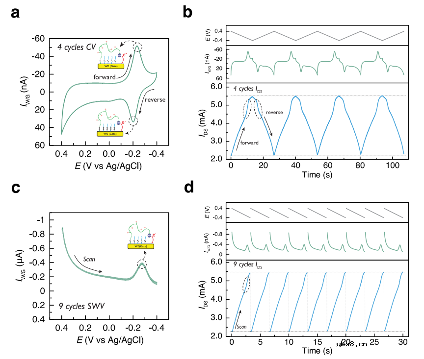 基于有机电化学晶体管的适配体生物传感器用于伤口愈合程度监测