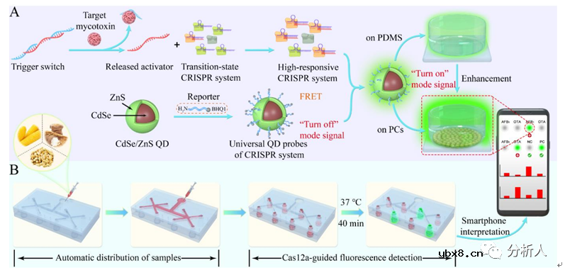 集成信号转导及增强机制的微流控生物传感器用于检测多种真菌毒素