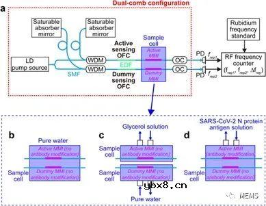 基于双光学频率梳的生物传感器实现生物分子检测