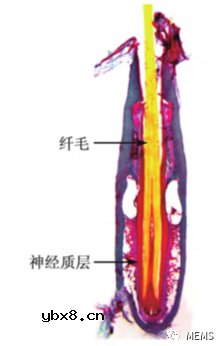 PVDF压电纤维仿生柔性传感器水下传感特性介绍