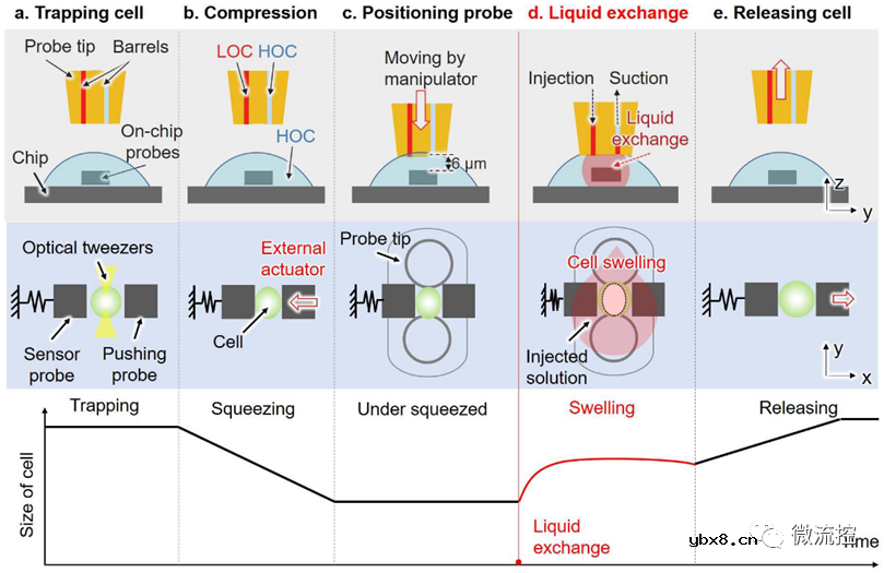 一种用于测量单细胞瞬态响应的封闭式微流控芯片