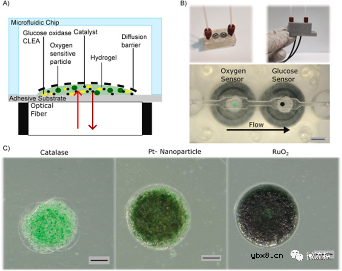 一种用于微流控系统内葡萄糖浓度测量的酶促光学式葡萄糖传感器
