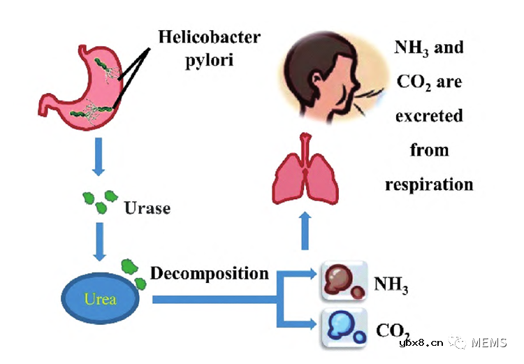 基于人体呼气检测应用的气体传感器