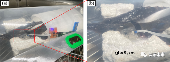 开发一种高集成度、低成本的活鱼可穿戴电子系统