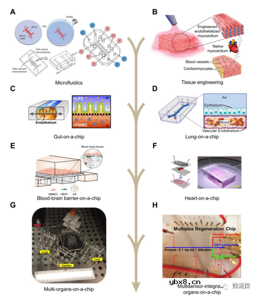 智能器官芯片系统在原位生物分析中的应用综述