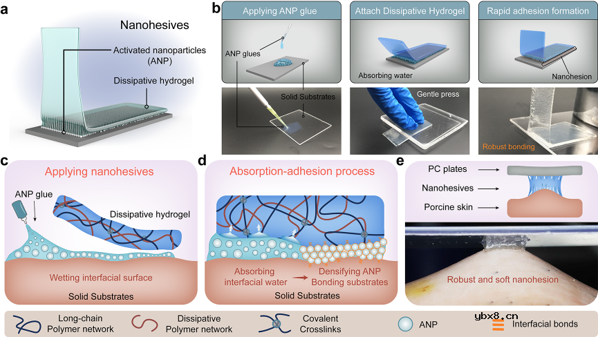 有望应用于人机结合等多个生物医学领域的仿生纳米粘合技术