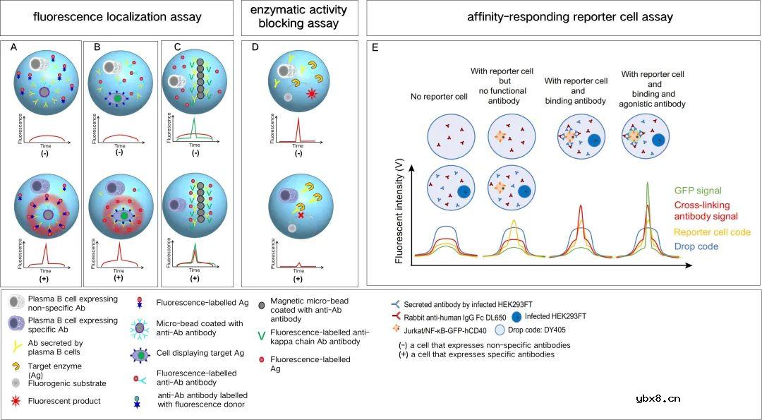 用于超高通量筛选的荧光偶联液滴微流控策略研究进展