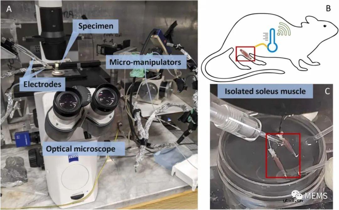 基于活细胞膜电位的自供电温度传感器实现远程温度监测