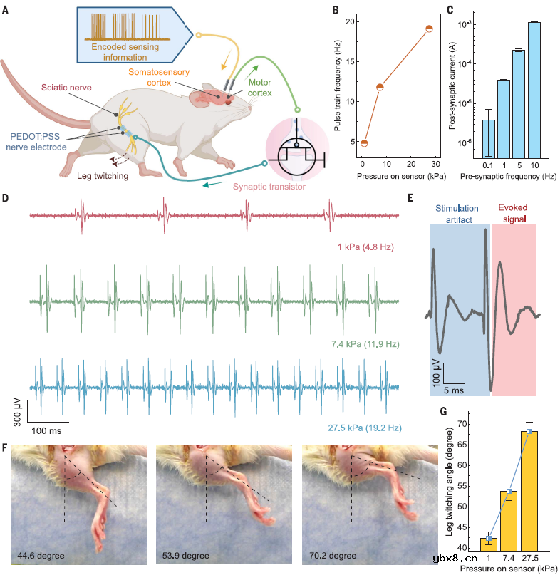 低电压的柔性电子皮肤体现的神经形态感知-运动回路