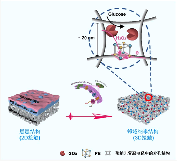 新型3D介孔生物传感膜提高葡萄糖生物传感区域面积