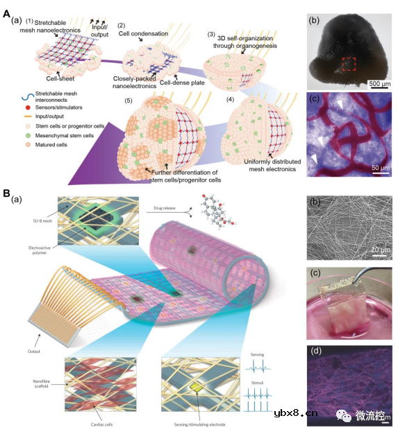 智能器官芯片系统在原位生物分析中的应用综述